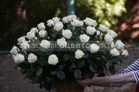 Корзина из 51 белой розы "Друг для друга"